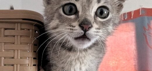 rescue kitten Tunisia