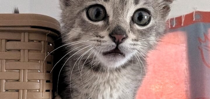 rescue kitten Tunisia