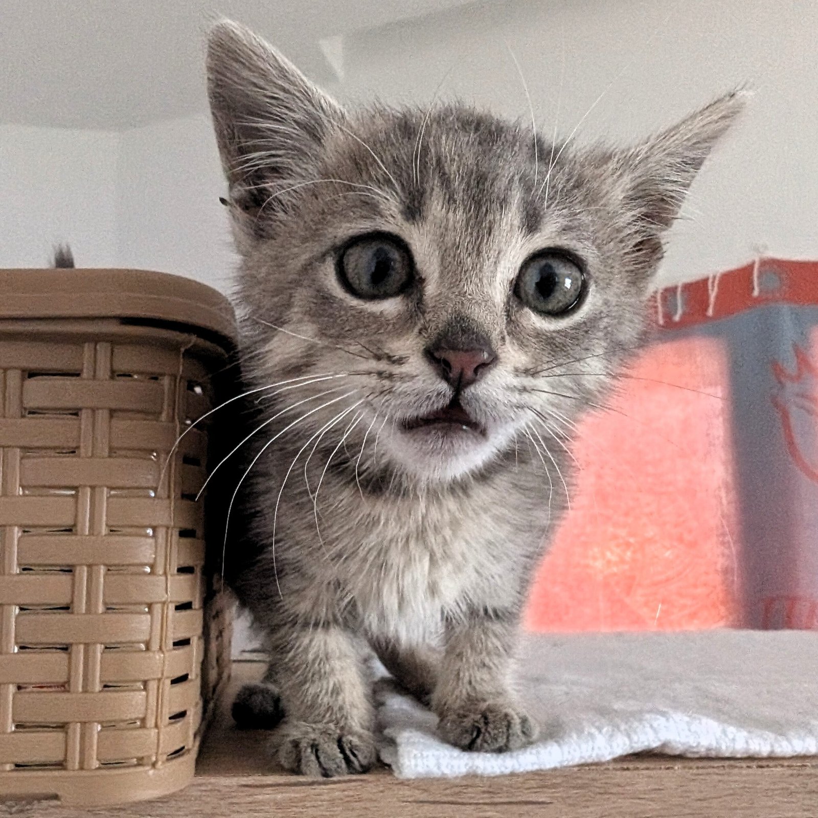 rescue kitten Tunisia